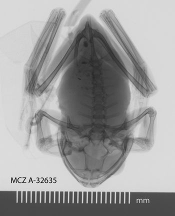 Media type: image;   Herpetology A-32635